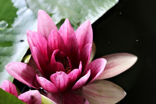 A close-up of a pink water lily with green leaf