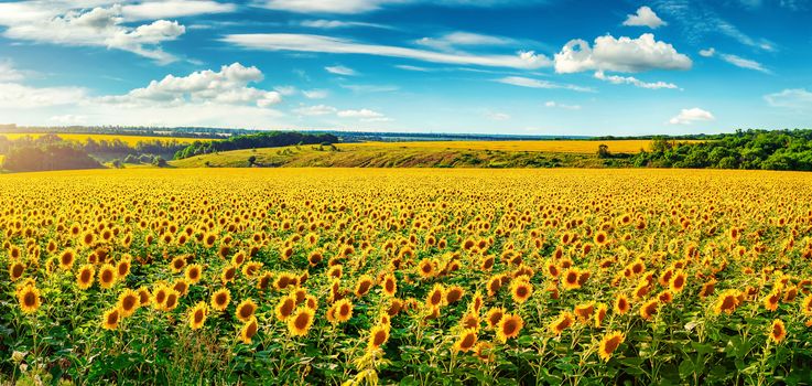 Blooming sunflower field in sunny summer day