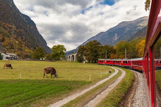 Beautiful view of red Rhaetian train running towards Brusio spiral viaduct in autumn with blue sky cloud, on sightseeing railway line Bernina Express, Canon of Grisons, Switzerland