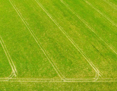 Aerial of green agricultural field with traces and tracks of spraying acitivities by tractor. Nature and landscape.