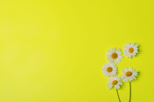 floral yellow background with camomiles