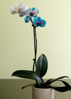 flowers of blue orchid on green background