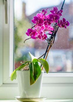 flowers of purple orchid on window sill
