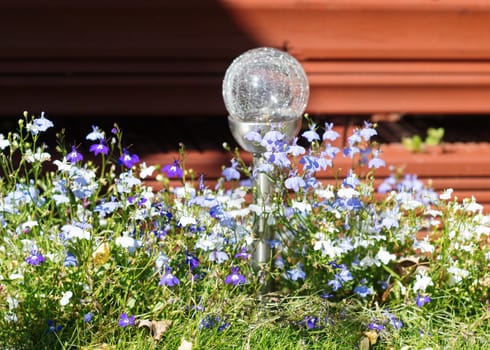 spring purple and blue flowers in the garden