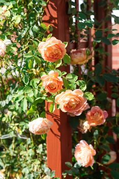 orange roses in the garden in the afternoon