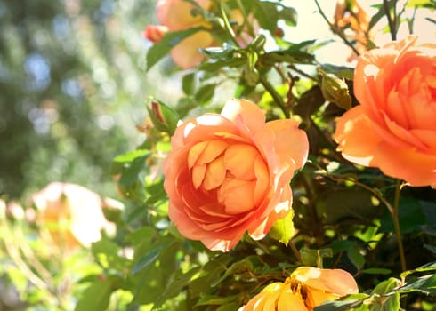 orange roses in the garden in the afternoon