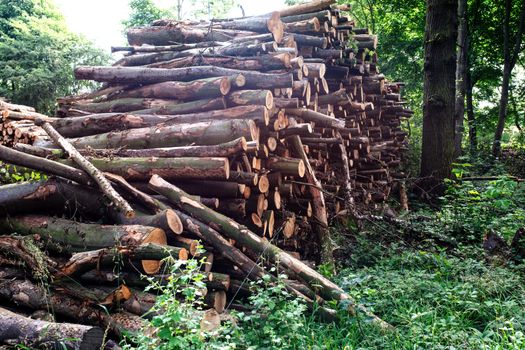 Big stack of wood in forest