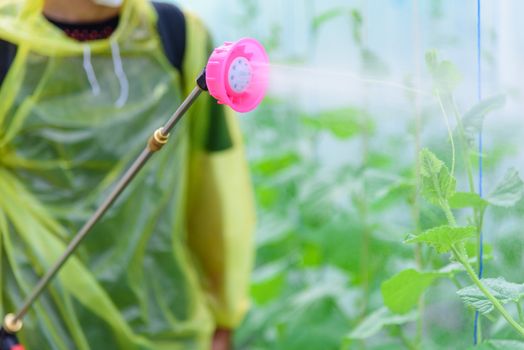 Farmer spraying the Insecticide in melon farm for protect it from insecs