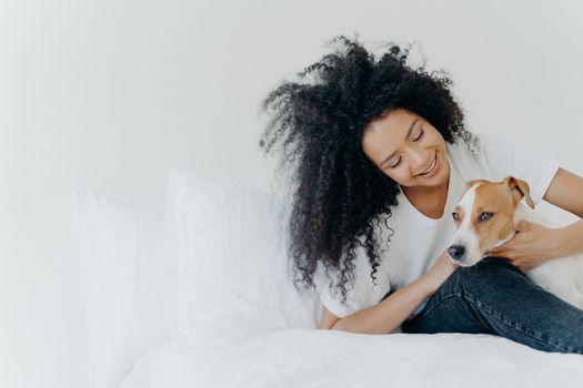 Indoor shot of lovely Afro American girl rests in bed after awakening with dog, enjoys time with pet, sit on comfortable bed against white wall. Jack russell terrier pays with owner. Cute friendship