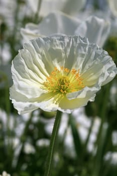 White poppy flower bloom (Papaver rhoeas)