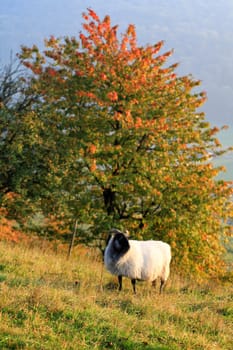Sheep in front of a tree in an autumnal landscape