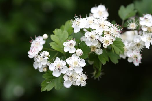 White hawthorn bloom in the garden