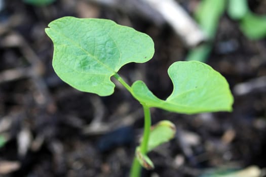Small bean plant in the garden