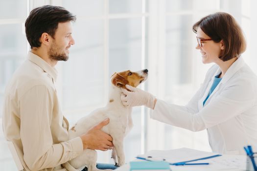 Professional veterinarian doctor makes checkup of jack russel terrier dog in clinic, wears white coat and medic gloves, going to vaccinate. Dod owner comes with pet to vet. Animal healthcare