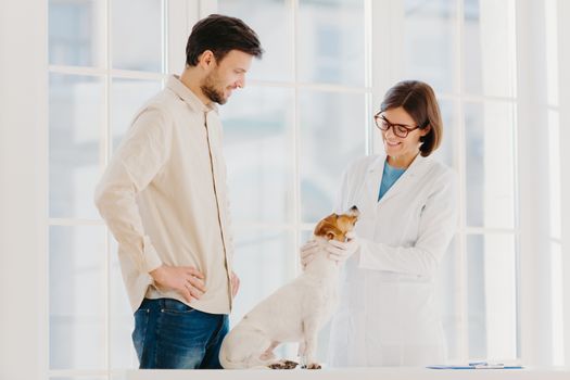 Happy experienced female vet examines jack russel terrier dog, gives advice how to care about animal. Male pet owner cures dog in clinic, chooses most professional veterianian. Medicine for animals