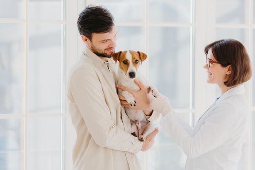 Horizontal shot of caring dog owner carries pet on hands, shows to animal specialist. Jack russell terrier being examined by vet in private clinic, stand indoor against window. Vet examining