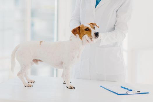 Unkown vet in white gown and gloves examines jack russell terrier dog at workplace, writes down prescription in clipboard, works in private clinic. Domestic animal comes on doctor appointment