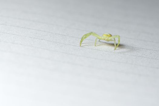 Face on low angle horizontal full body super macro image of a black footed yellow sack spider on lined paper indoors. Plenty of copy space.
