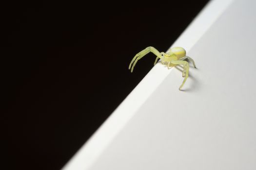 Abstract scene, small black-footed yellow sac spider explores the divide between black and white halves of the image with its long legs. Copy space.