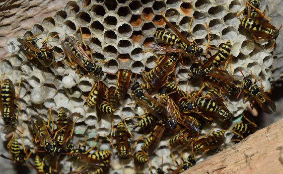 Wasp nest with wasps sitting on it. Wasps polist. The nest of a family of wasps which is taken a close-up.