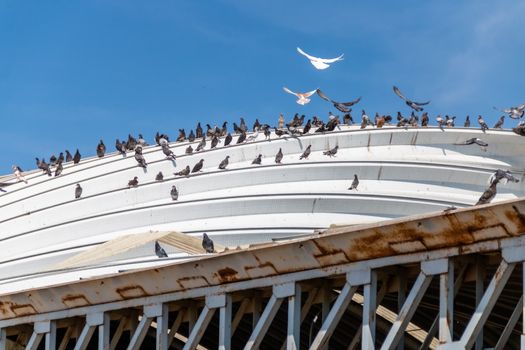 Seagulls, pigeons resting on white metal roof. recycling plant. Bordo de xochiaca. Mexico