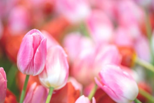 Pink tulips and green stems with freshness in the garden. Beautiful blooming flowers backgrounds.