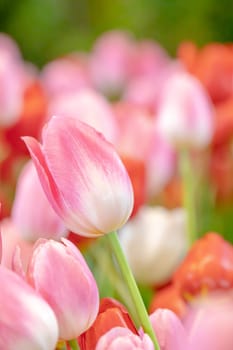 Colorful tulips and green leaves in the garden with freshness. Beautiful blooming flowers in the park. Select focus shallow depth of field and blurred background.
