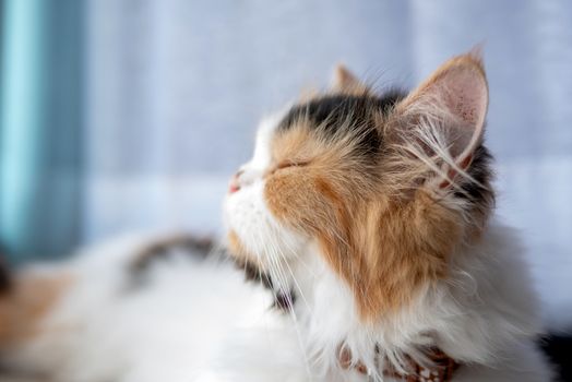 Close-up a face of cute Persian cat lying with relaxing