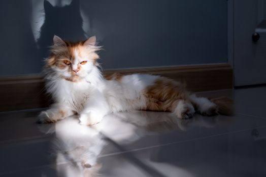 A Persian cat lying on the floor in the room with sunbeam and shadow