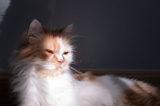 Close-up A Persian cat lying on the floor in the room with sunbeam and shadow