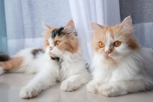Cute 2 Persian cats lying on the floor and looking outside