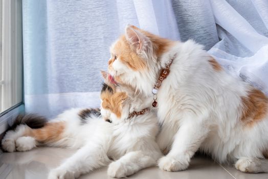 Persian cats are licking their fur to clean each other. 2 cats lying and looking out.