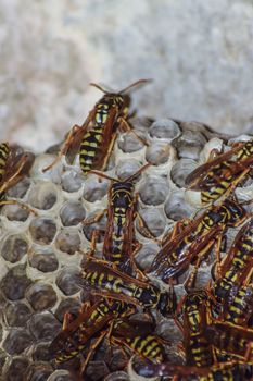 Wasp nest with wasps sitting on it. Wasps polist. The nest of a family of wasps which is taken a close-up.