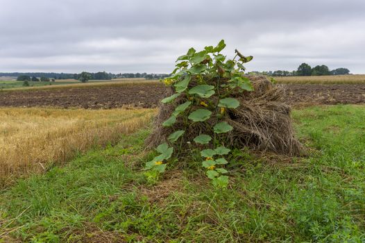 Old hay bale with the vine of a squash growing from the top alongside a wheat field in an agricultural landscape on a cloudy day