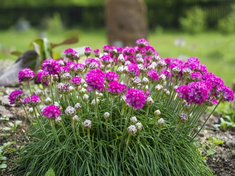 Close up bunch of pink blooming Armeria maritima, commonly known as thrift, sea thrift or sea pink, species of flowering plant in the family Plumbaginaceae on a rock garden. Selective focus.