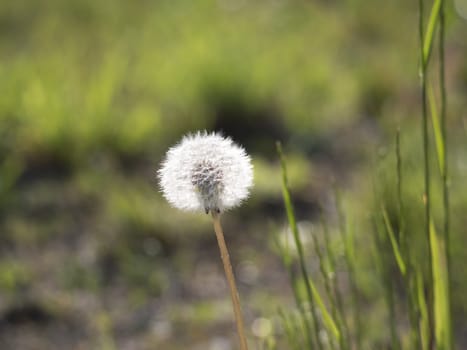 Withered dandelion with seeds, blowball and grass straw on beautiful green bokeh background. taraxacum officinale, spring flower, copy space.