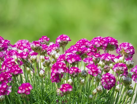 Close up macro of bunch of pink blooming Armeria maritima, commonly known as thrift, sea thrift or sea pink, species of flowering plant in the family Plumbaginaceae. Floral frame on green bokeh background. Selective focus, copy space.