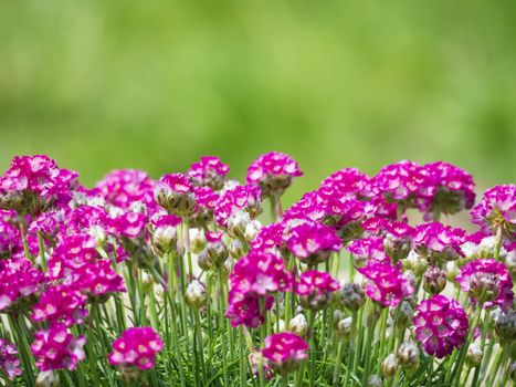 Close up macro of bunch of pink blooming Armeria maritima, commonly known as thrift, sea thrift or sea pink, species of flowering plant in the family Plumbaginaceae. Floral frame on green bokeh background. Selective focus, copy space.