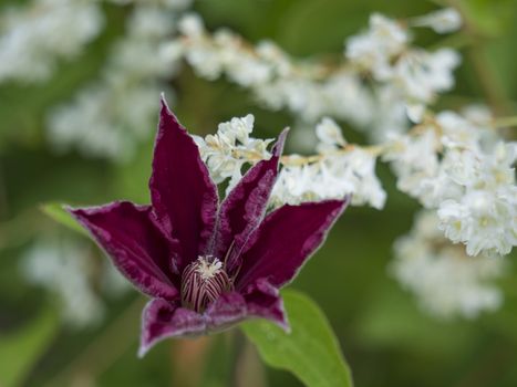 Red Clematis Rouge cardinal opening flower and bud on white flower a nd green leaves background, selective focus
