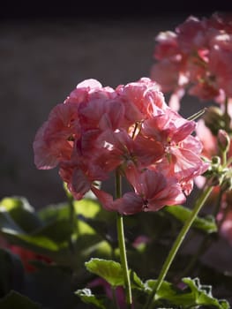 blooming red geranium pelargonium flower head close up on cobble stone background, selective focus.