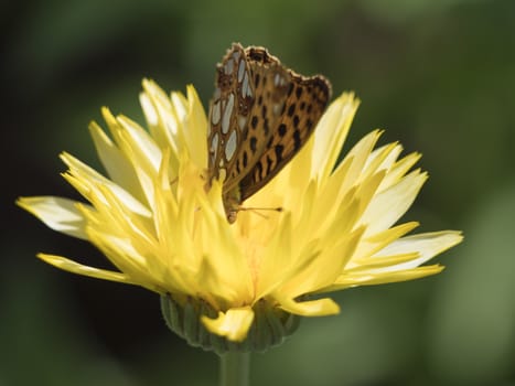 Close up orange and black Queen of Spain Fritillary butterfly, Issoria lathonia, sitting on yellow flower of Calendula officinalis selective focus, blurry bokeh green grass background.