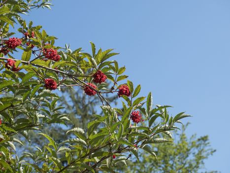 Wild red viburnum berries with green leaves in autumn, blue sky background, copy space.