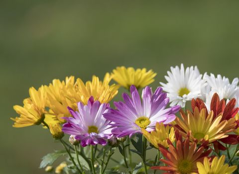 Border of close up colorful fall mums Chrysanthemums or chrysanths flowers on a green bokeh background, selective focus, copy space.
