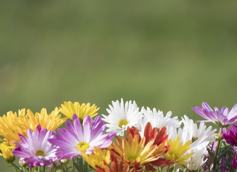 Border of close up colorful fall mums Chrysanthemums or chrysanths flowers on a green bokeh background, selective focus, copy space.
