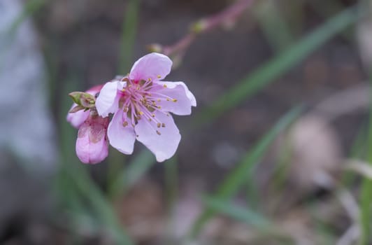 close up blooming pink sakura cherry blossom or Japanese cherry bud flower Prunus serrulata branch, soft focus, natural bokeh floral background.