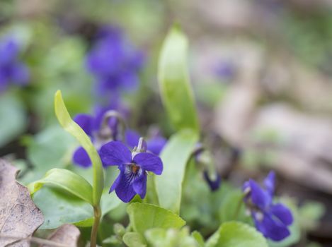 close up bunch of beatiful blooming violet spring flowers ,Viola odorata or wood violet, sweet violet with green leaves, selective focus.