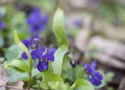 close up bunch of beatiful blooming violet spring flowers ,Viola odorata or wood violet, sweet violet with green leaves, selective focus.