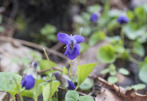 close up bunch of beatiful blooming violet spring flowers ,Viola odorata or wood violet, sweet violet with green leaves, selective focus.
