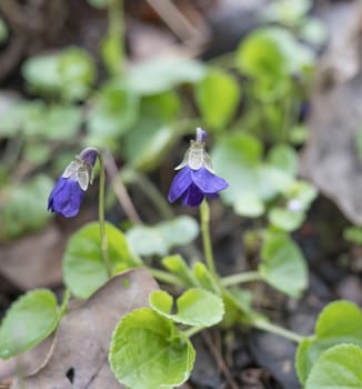 close up bunch of beatiful blooming violet spring flowers ,Viola odorata or wood violet, sweet violet with green leaves, selective focus.