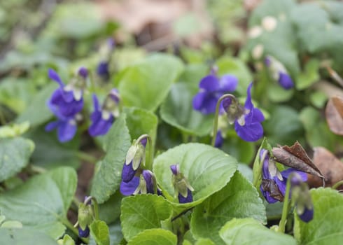 close up bunch of beatiful blooming violet spring flowers ,Viola odorata or wood violet, sweet violet with green leaves, selective focus.